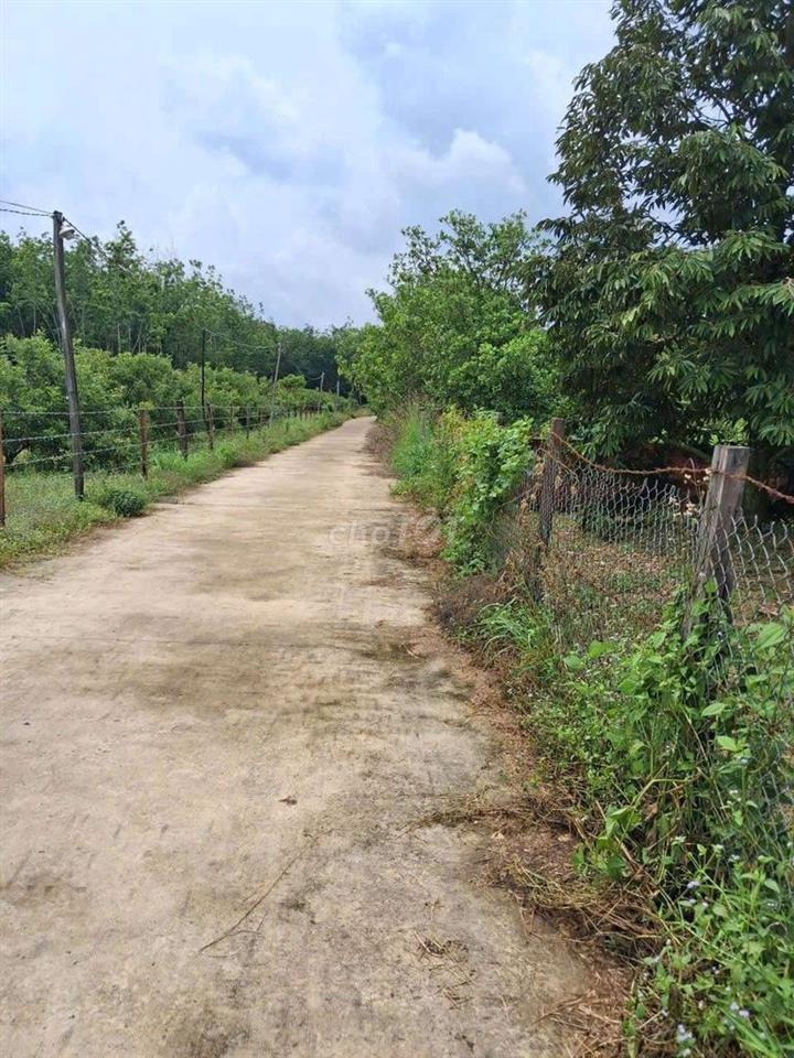 Đất vườn sầu riêng