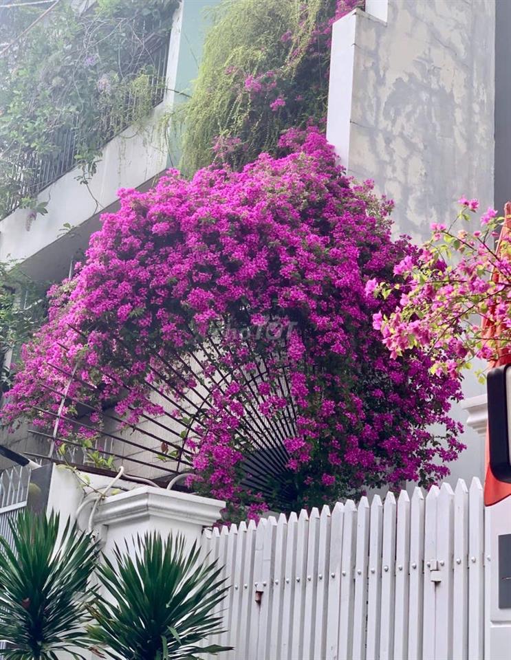 Cho thuê căn chung cư 45 m2 Trần Quốc Thảo - 2 mặt cửa