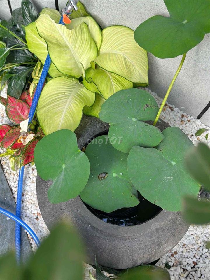 Bán nhà phố Hoà Xuân, Đà Nẵng