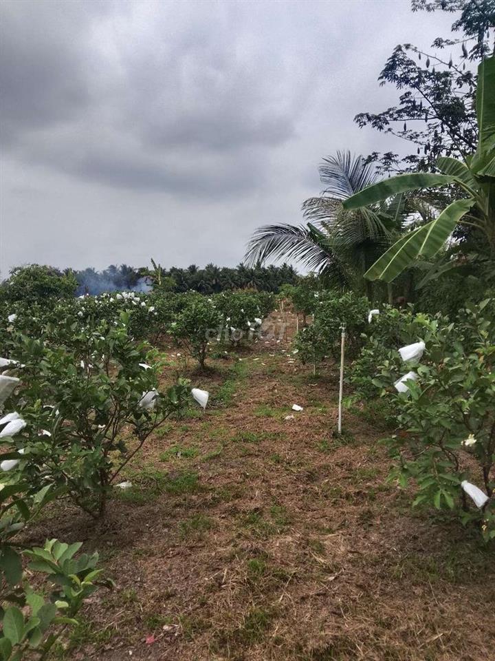 Bán Đất Vườn Có Thổ Cư Vĩnh Long