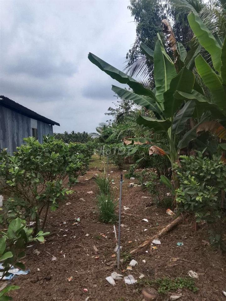 Bán Đất Vườn Có Thổ Cư Vĩnh Long