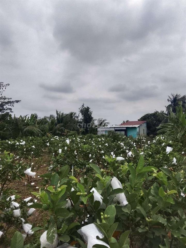 Bán Đất Vườn Có Thổ Cư Vĩnh Long