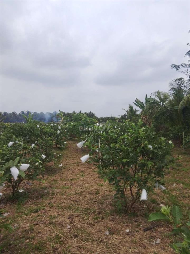 Bán Đất Vườn Có Thổ Cư Vĩnh Long