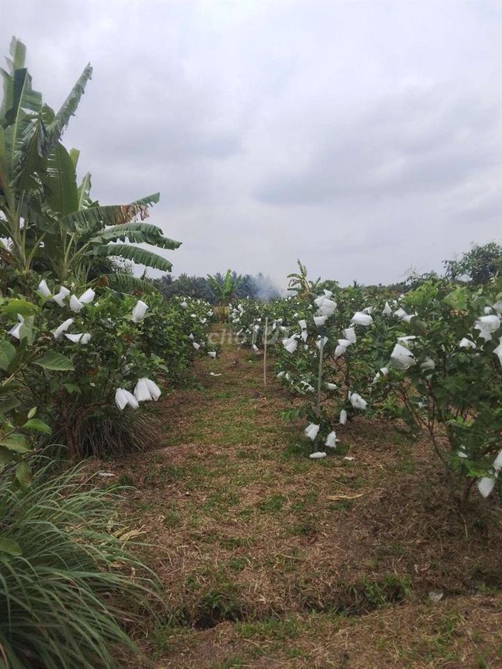Bán Đất Vườn Có Thổ Cư Vĩnh Long