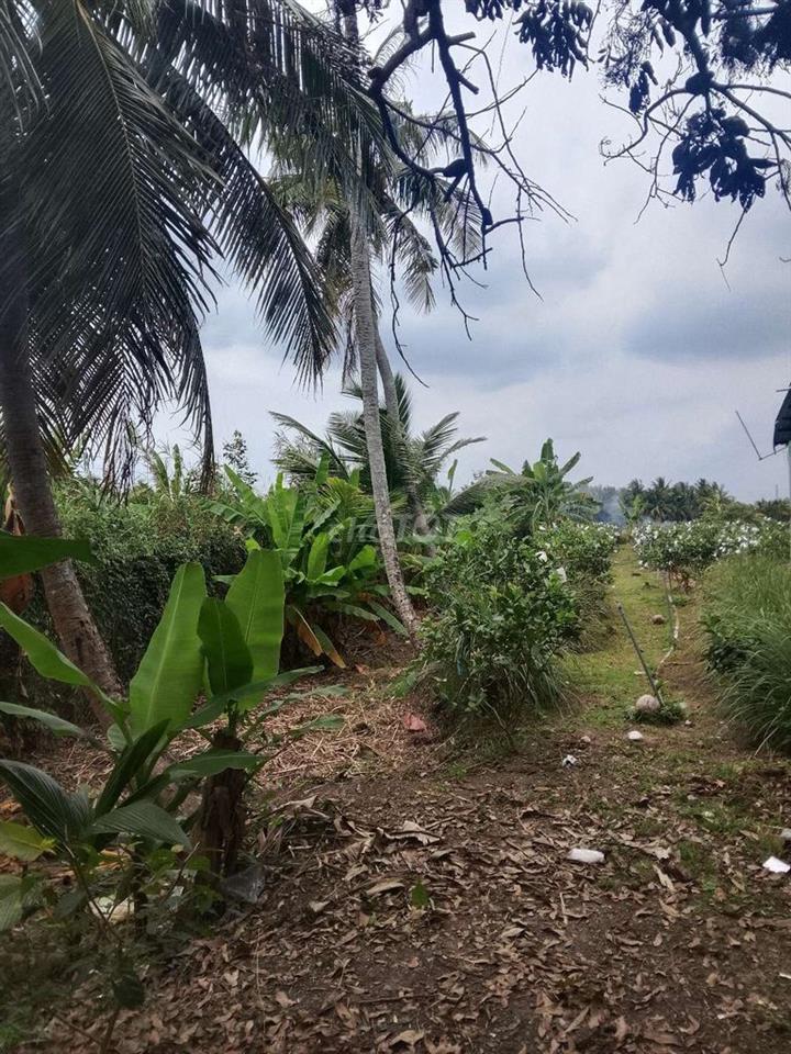 Bán Đất Vườn Có Thổ Cư Vĩnh Long