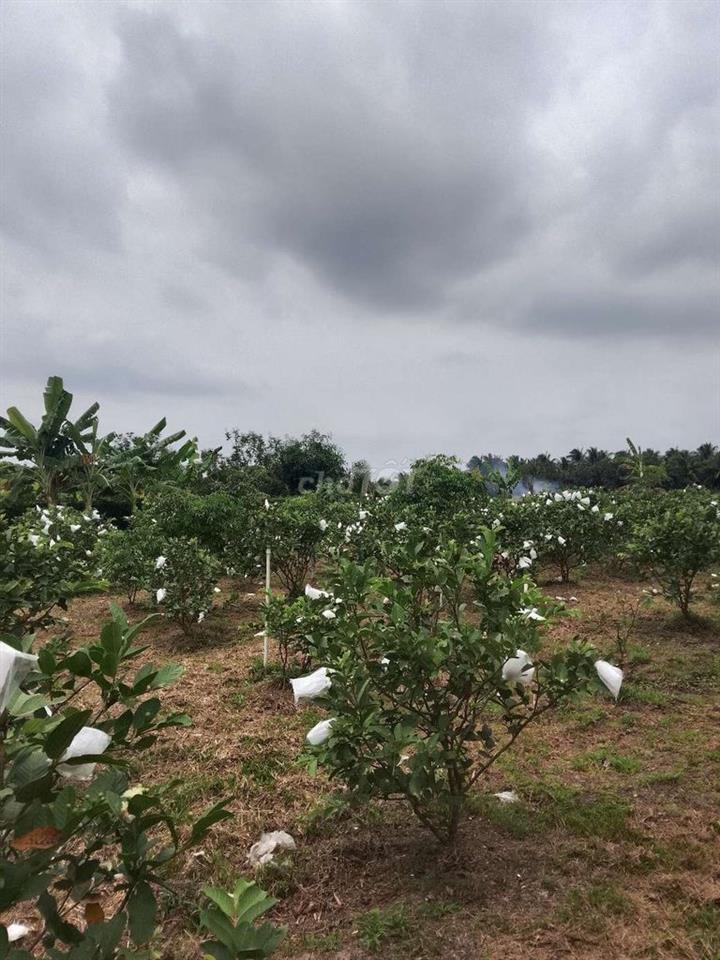 Bán Đất Vườn Có Thổ Cư Vĩnh Long