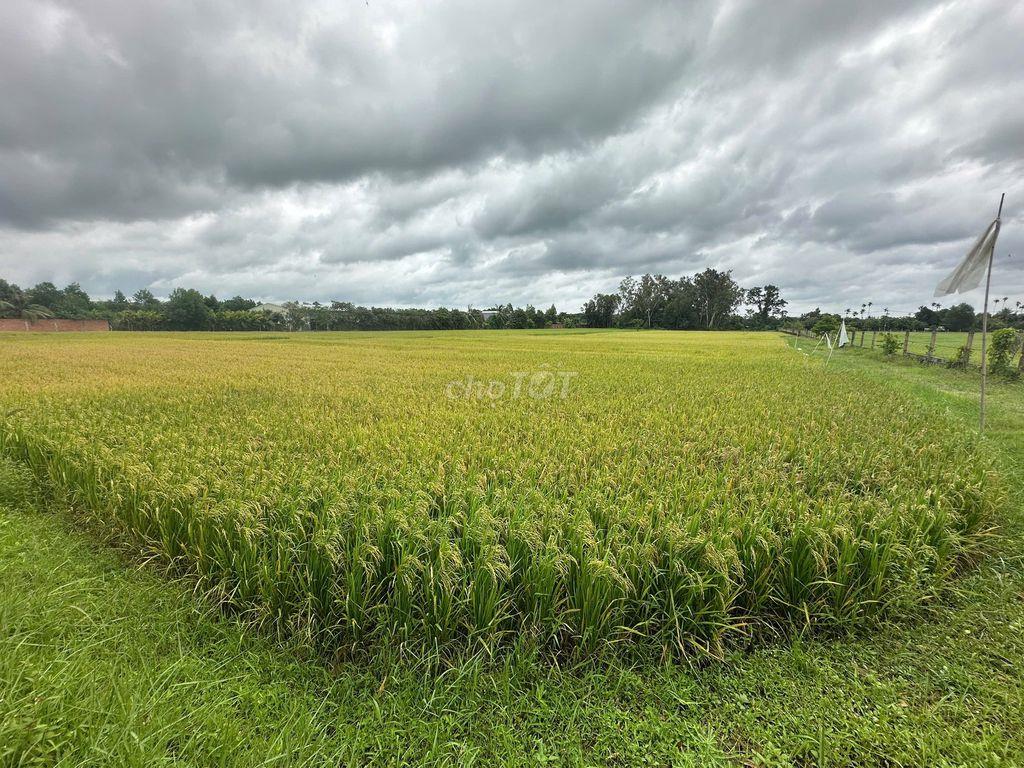 Cho thuê đất trồng hoa màu, trồng rau sạch, trồng lúa. trồng nông ngh