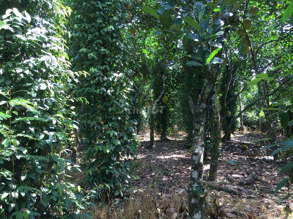 Cần bán nhà gắn liền vườn cây ăn trái lâu năm,