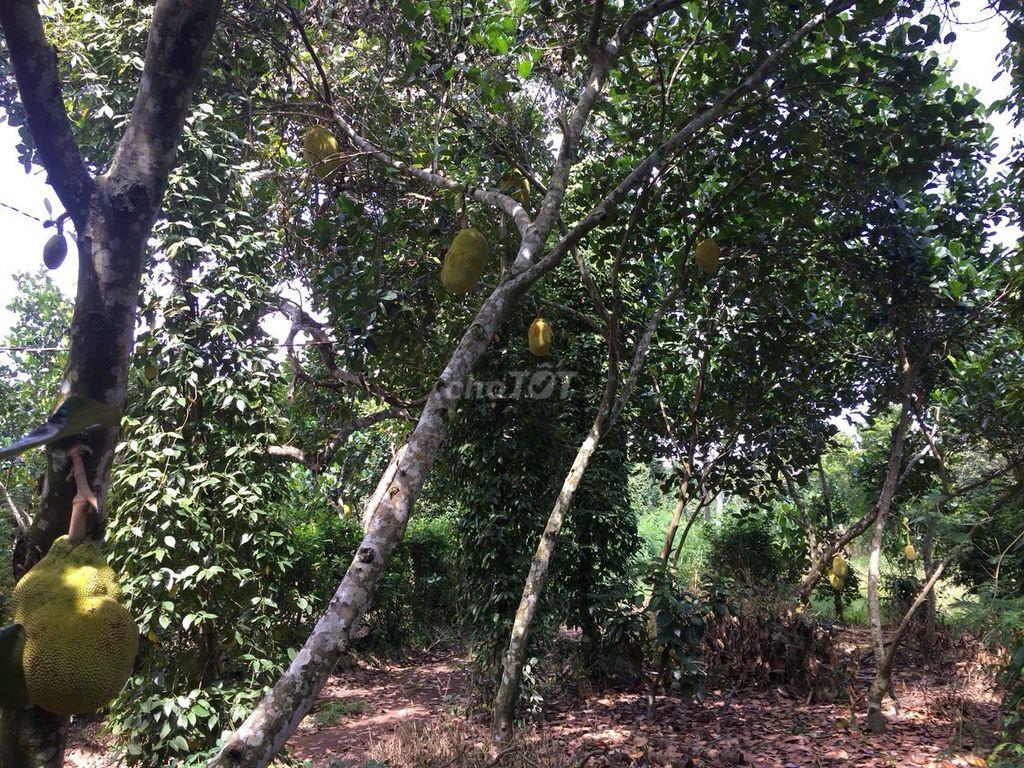Cần bán nhà gắn liền vườn cây ăn trái lâu năm,