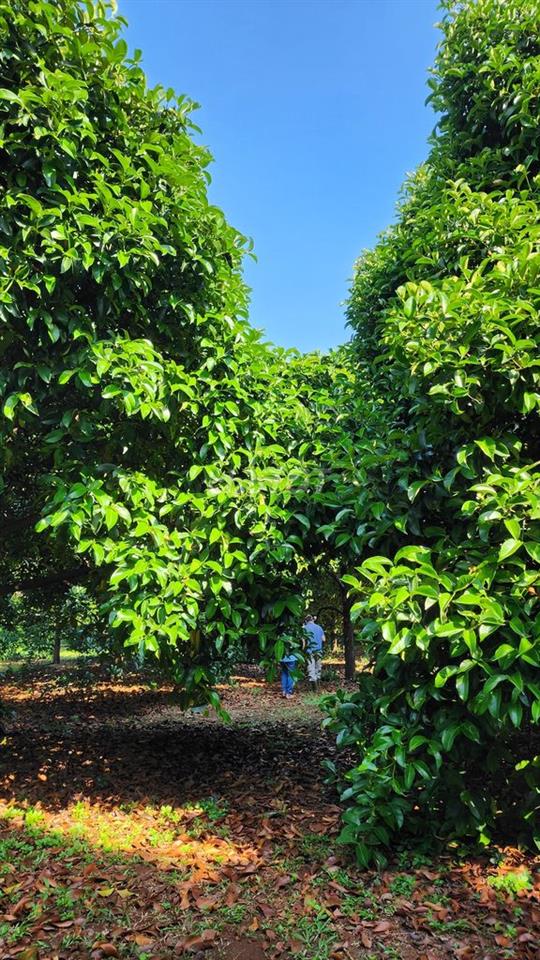 Đất 2 mặt tiền Hồ Thị Hương & đường 9/4. Có 9000m2 CLN và 760m2 thổ cư
