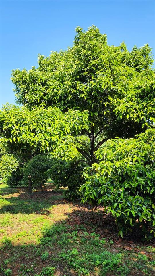 Đất 2 mặt tiền Hồ Thị Hương & đường 9/4. Có 9000m2 CLN và 760m2 thổ cư
