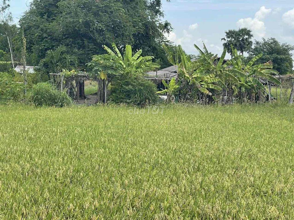bán đất nông nghiệp