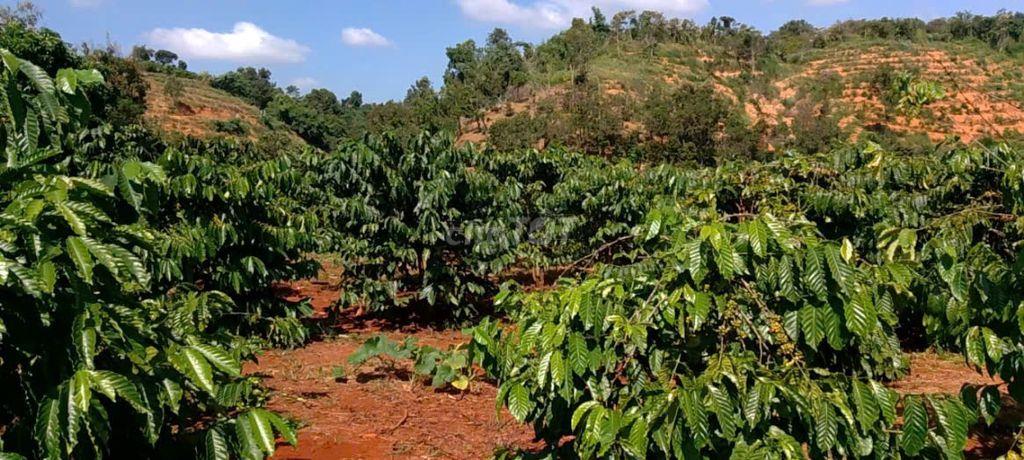 Bán lô đất MT gần 40m đường TL683, xã Đắk Sắk, H. Dăk Mil, ĐắkNông cũ