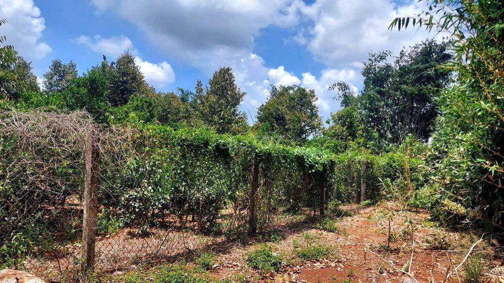 🌟 CHÍNH CHỦ NHỜ BÁN LÔ ĐẤT ĐẸP – HÒA LONG, TP. BÀ RỊA 🏡