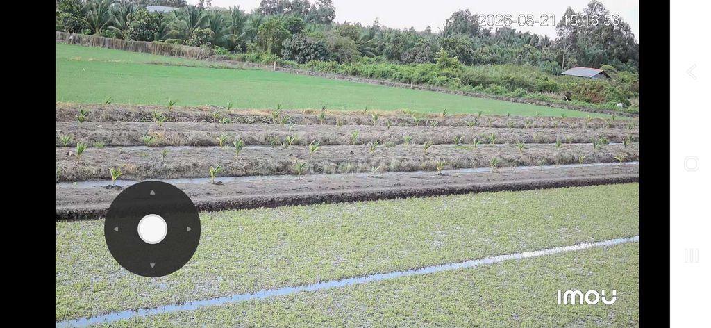 Bán đất nông nghiệp