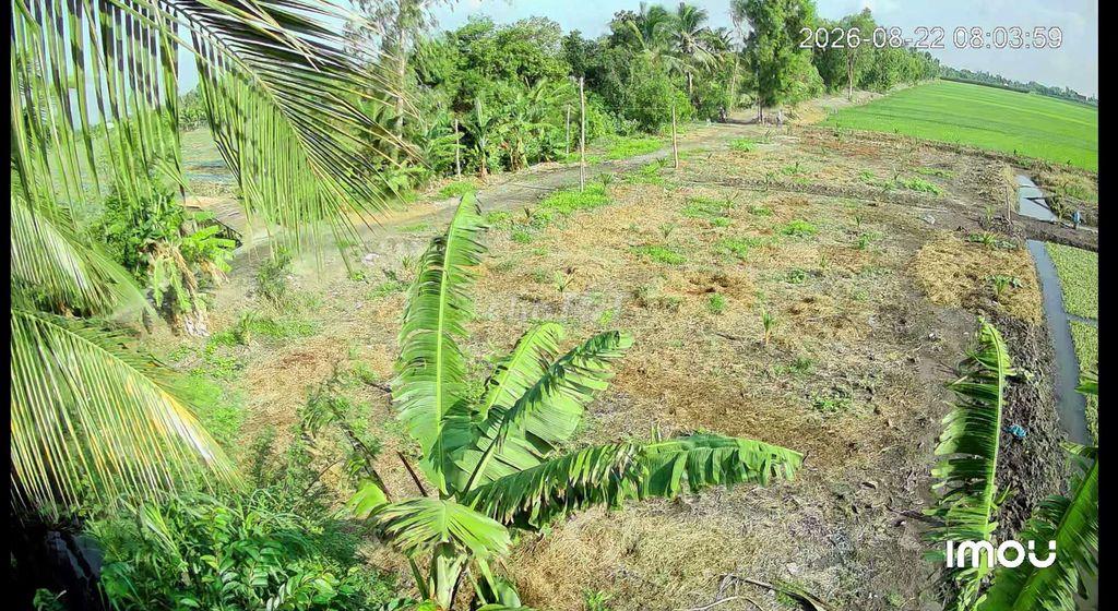 Bán đất nông nghiệp