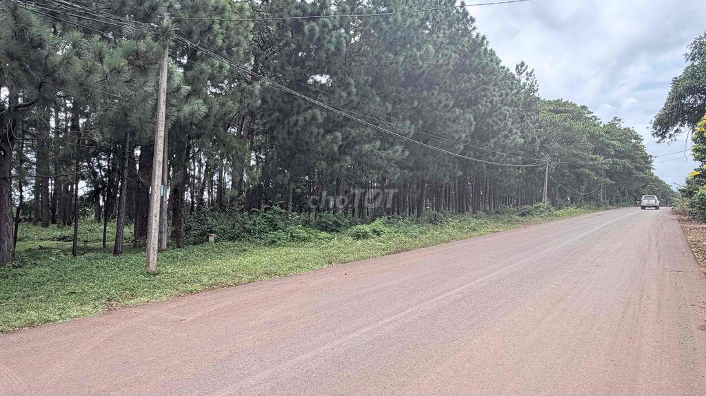 700M² MẶT TIỀN 19/5 – ĐỐI DIỆN RỪNG THÔNG, GIÁ CHỈ 1 TỶ XXX!