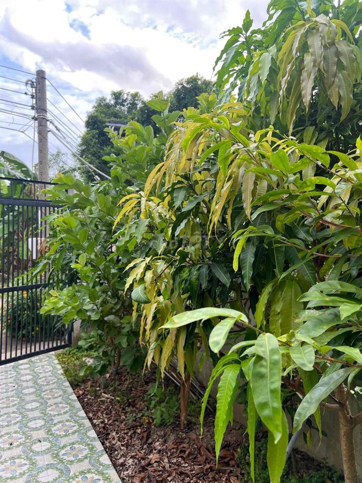 Bán nhà xây mới lộ nhánh Trương Vĩnh Nguyên, Cần Thơ