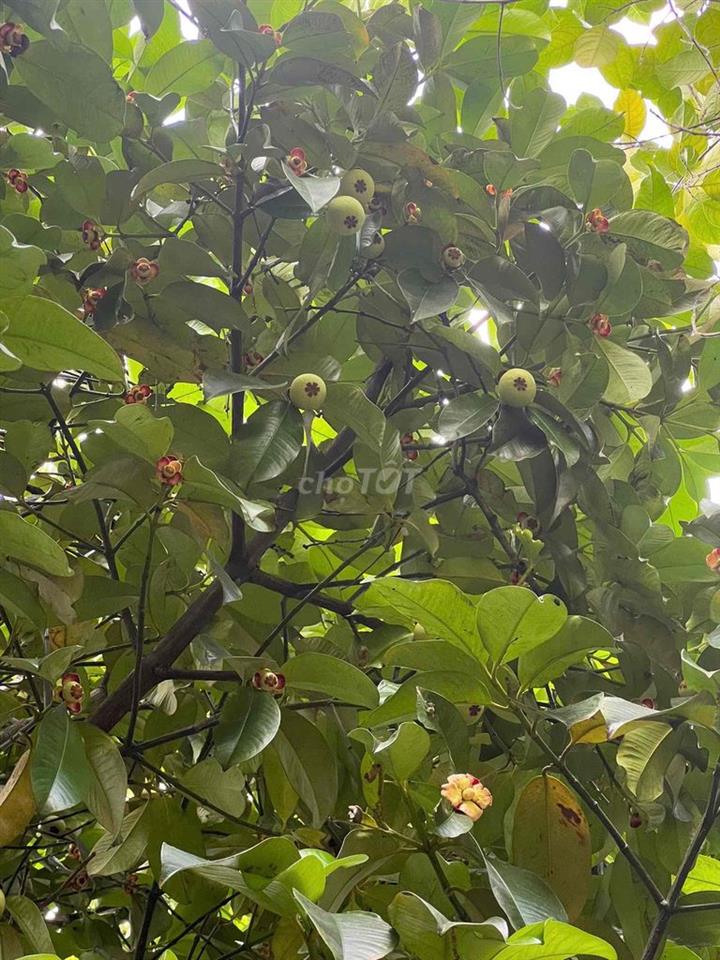 Đất vườn gần một công tại Cần Thơ