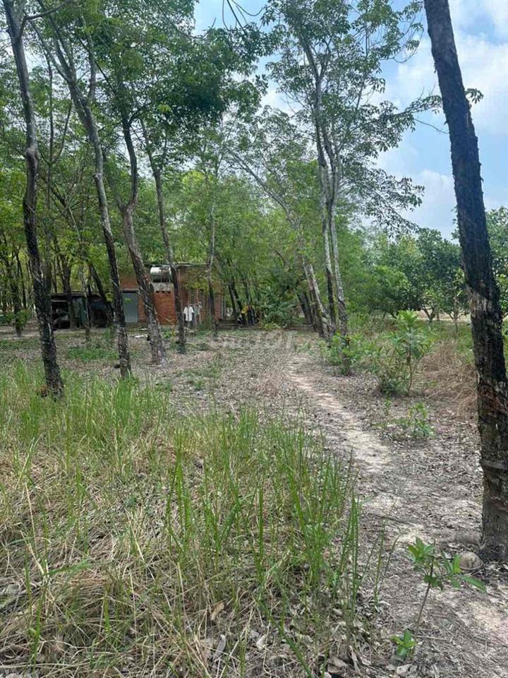 Bán đất 1712m2 mặt tiền đường nhựa