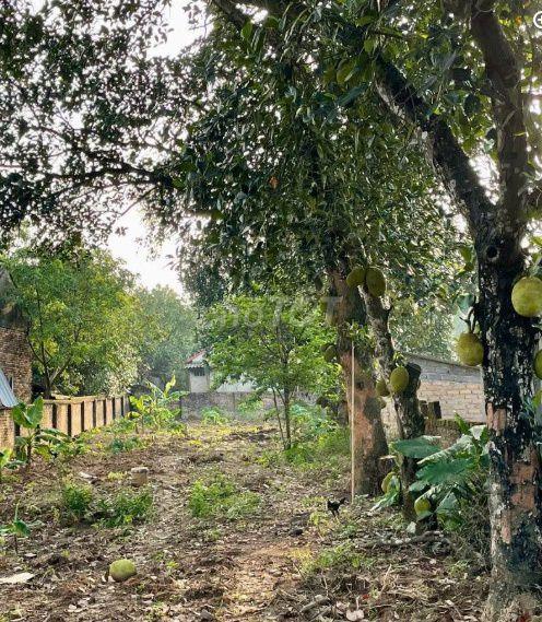 Bán gấp đất thôn Đoài Giáp, xã Đường Lâm, Hà Nội