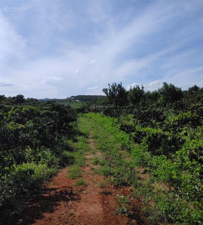 Bán đất xã phúc thọ lâm hà lâm đồng, giá tốt