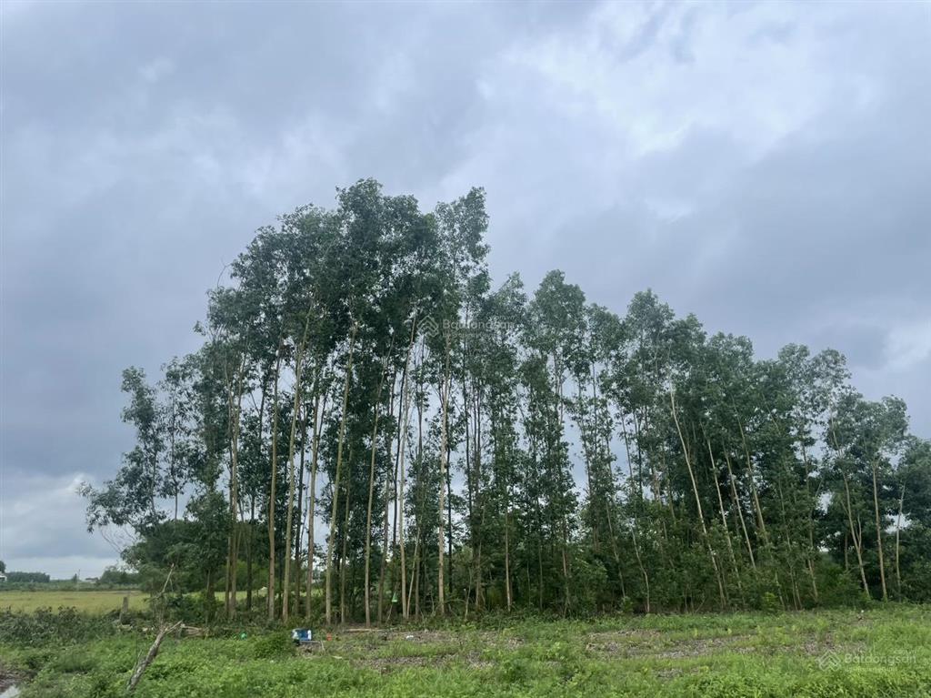 Bán gấp đất 400m2 gần ql1a, xuân tâm, xuân lộc, đồng nai, 330 triệu