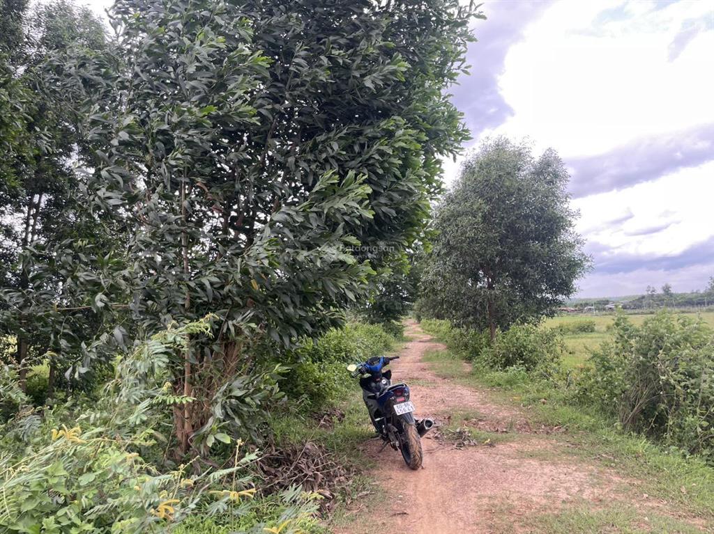 Bán gấp đất 400m2 gần ql1a, xuân tâm, xuân lộc, đồng nai, 330 triệu