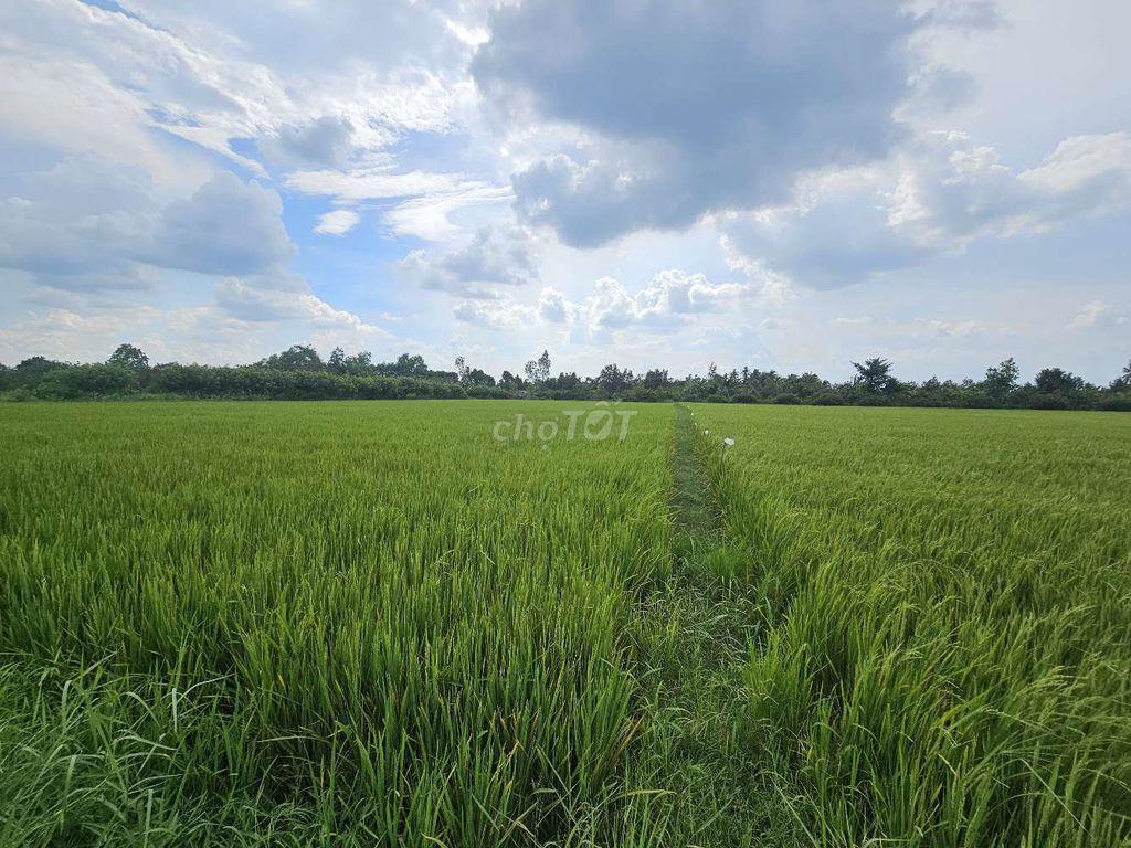 Chính chủ cần bán 3 công ruộng đang canh tác