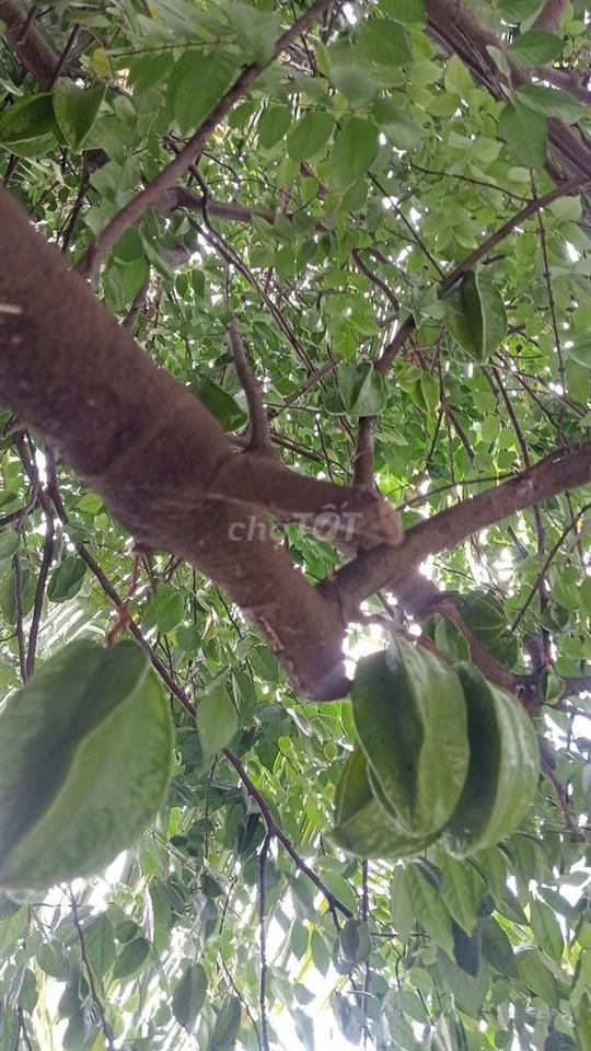 cần bán gấp để giải quyết vấn đề nội bộ