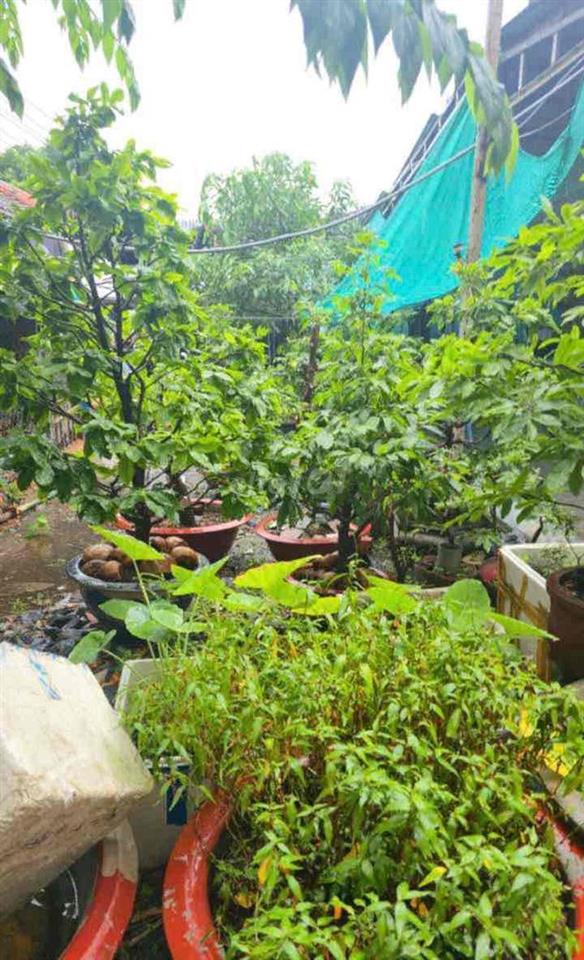 Đất đẹp đường xe hơi 11, Linh Xuân, 7x20m, chỉ 30tr/m2