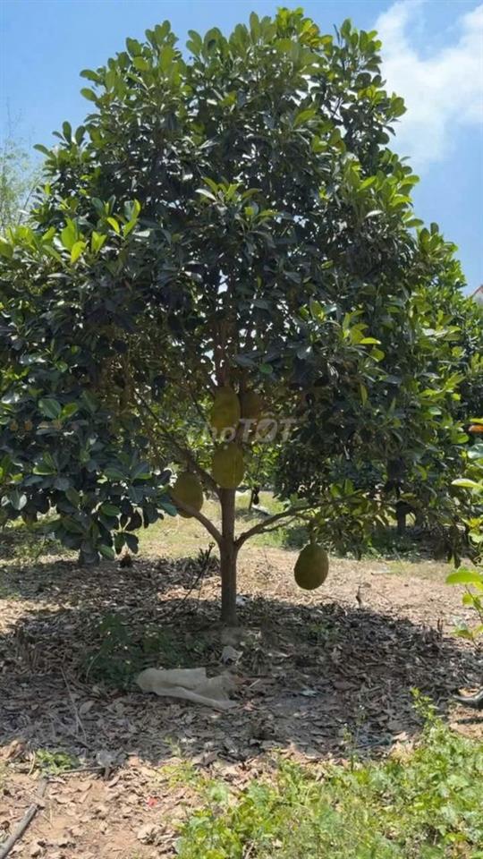 Bán vườn mít 5600m2 giá 615tr ở Phú Giáo, Bình Dương