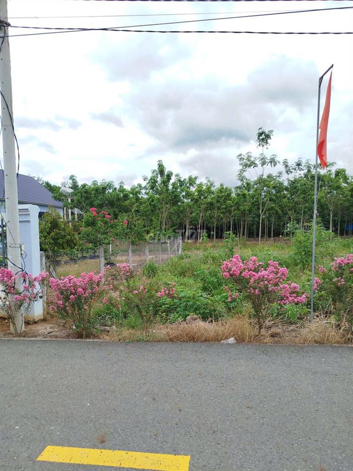 Bán đất thổ cư kế bên biệt thự, 277m2 sẵn 100mtc, có đèn, điện 3 pha 