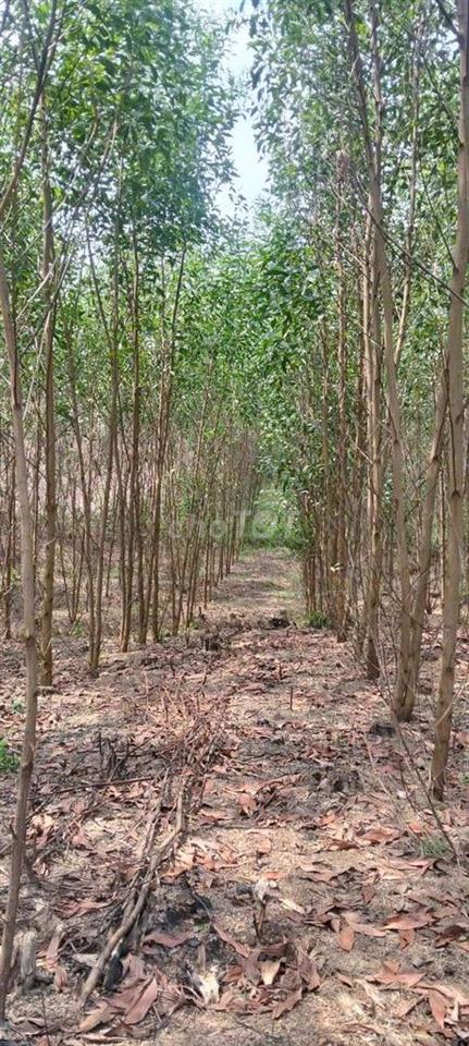 chính chủ cần bán