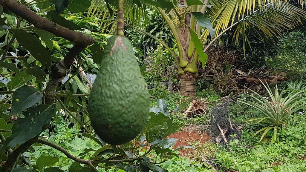 Nhà vườn. Yên ổn