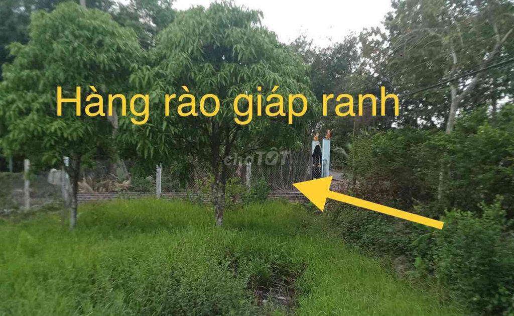 Bán đất trồng cây lâu năm