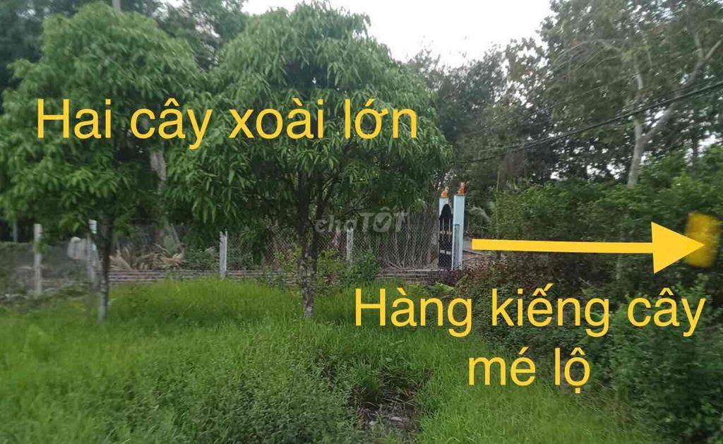 Bán đất trồng cây lâu năm