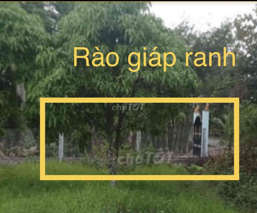 Bán đất trồng cây lâu năm