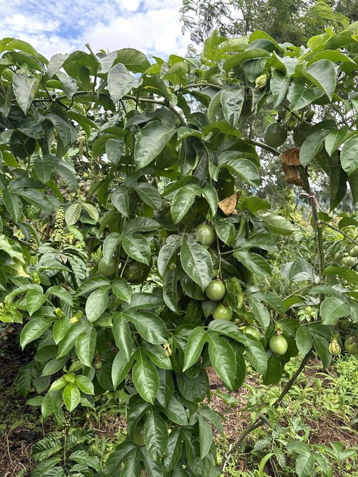 Đất nông nghiệp