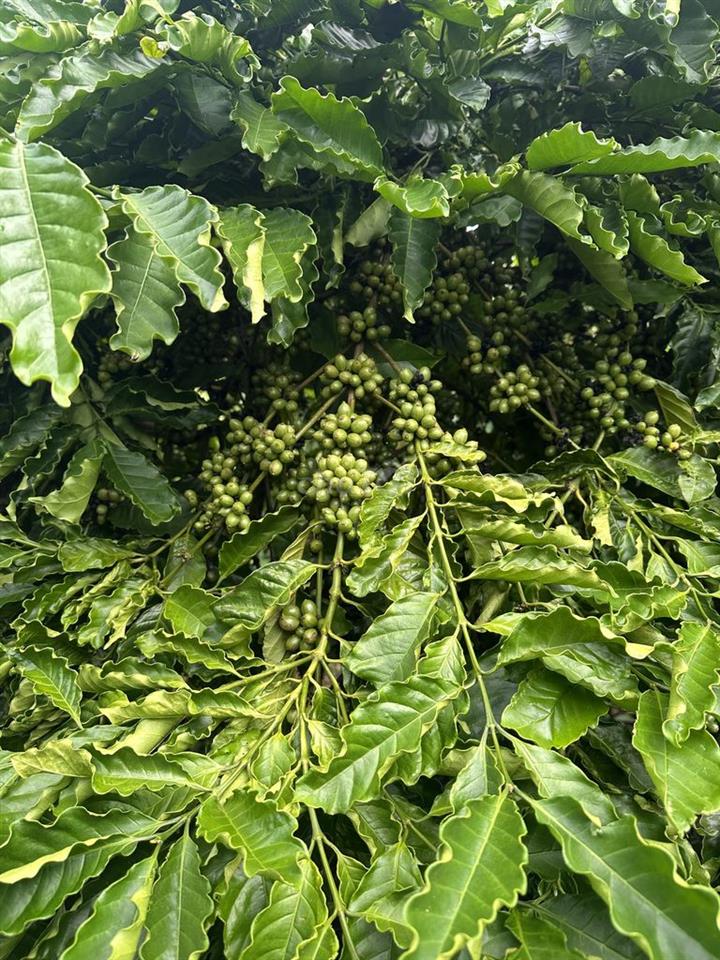 Đất nông nghiệp