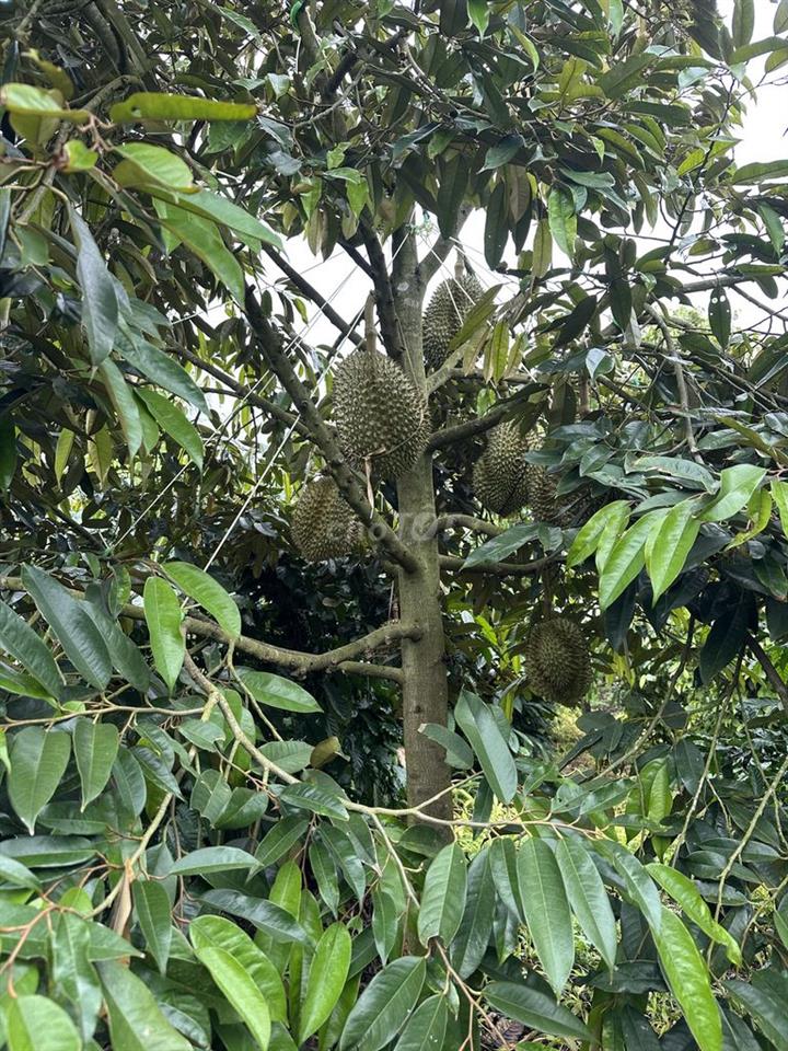 Đất nông nghiệp