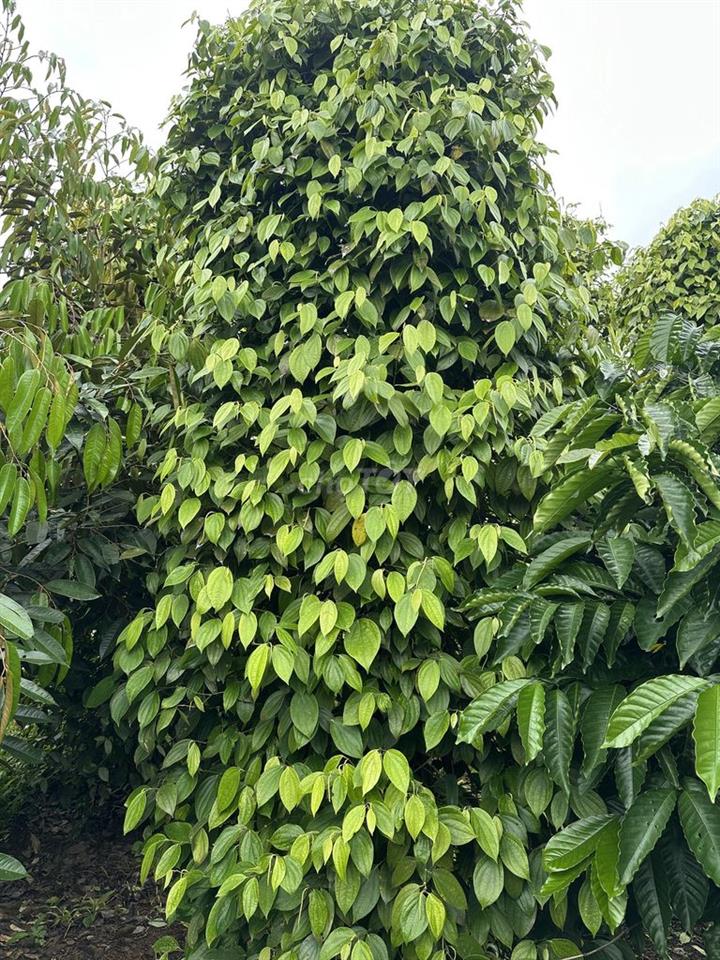 Đất nông nghiệp