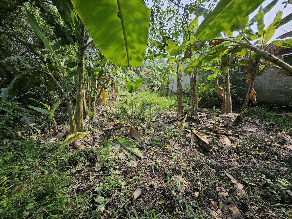 BÁN ĐẤT VƯỜN – ĐƯỜNG NGUYỄN VĂN RÀNG-P.NHÀ BÈ, 136m2 – CHỈ 1,1 TỶ