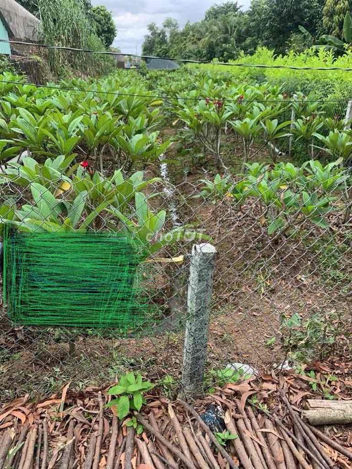 đất nền có thổ