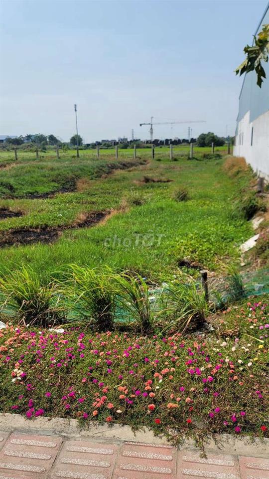 đất mặt tiền DT818 tuyến chánh từ QL1a và TT thủ thừ