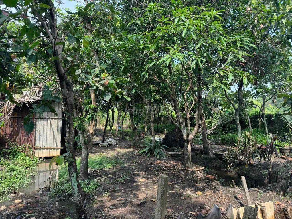 Bán gấp vườn cây 1.185m2 Bình Mỹ Củ Chi, gần Vành đai 3, đường ô tô, s