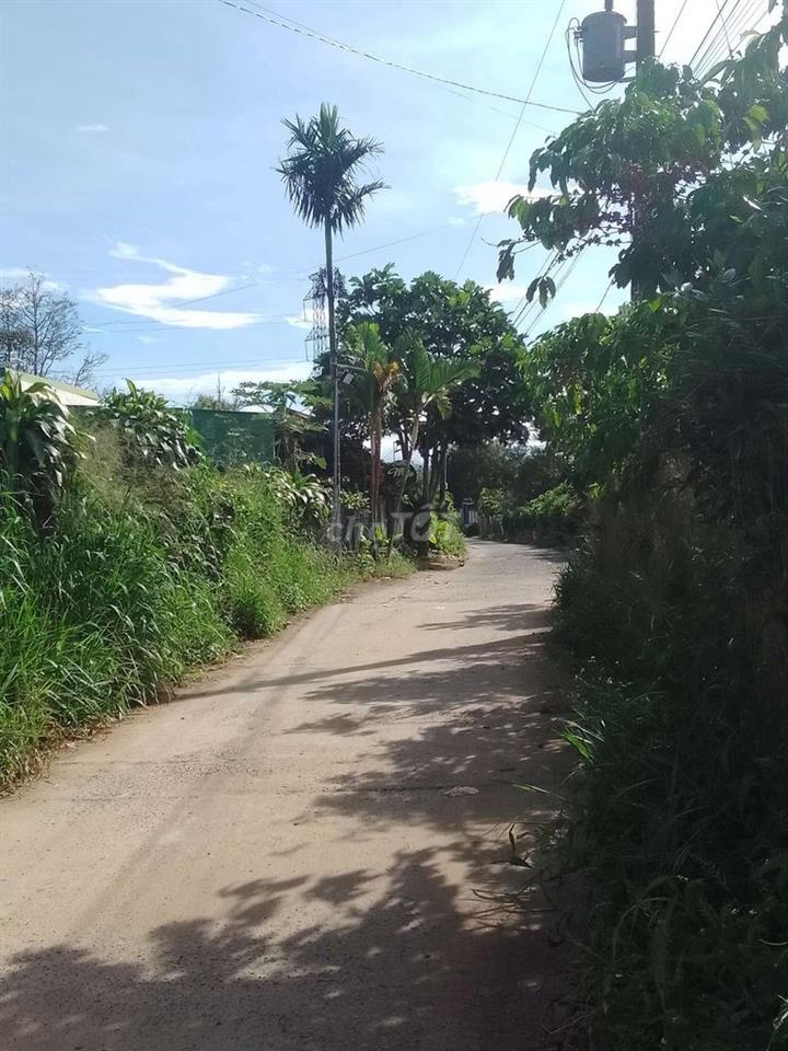 CẦN BÁN 2 SÀO RẪY CÀ PHÊ, SẦU RIÊNG SẴN NHÀ Ở DỐC THA LA, LỘC THÀNH.