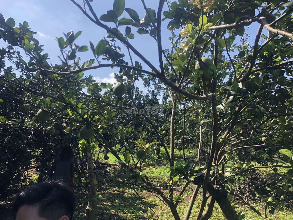CC CẦN BÁN LÔ ĐẤT TRỒNG CLN ĐẸP – GIÁ ĐẦU TƯ TẠI LONG KHÁNH, ĐỒNG NAI