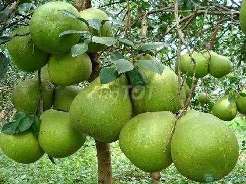 CC CẦN BÁN LÔ ĐẤT 2MT - GIÁ ĐẦU TƯ TẠI PHƯỜNG BẢO VINH, TP. ĐỒNG NAI