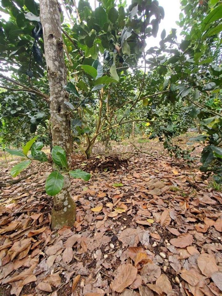 CC CẦN BÁN LÔ ĐẤT 2MT - GIÁ ĐẦU TƯ TẠI PHƯỜNG BẢO VINH, TP. ĐỒNG NAI